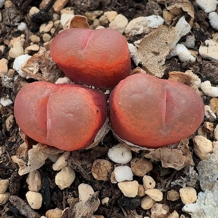 老马生石花三头吕红2154