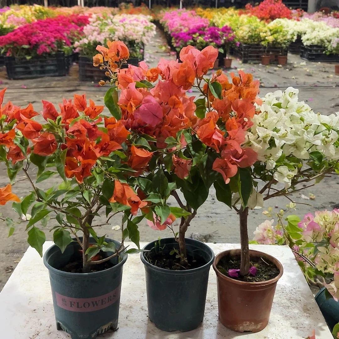 大部分花苞少量开放红桑巴，波妹，白雪公主