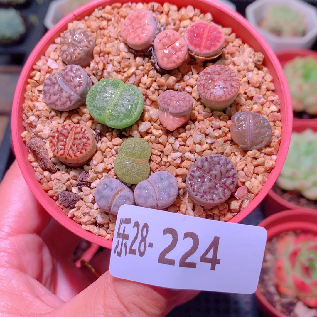 乐然28-224 生石花 带盆土