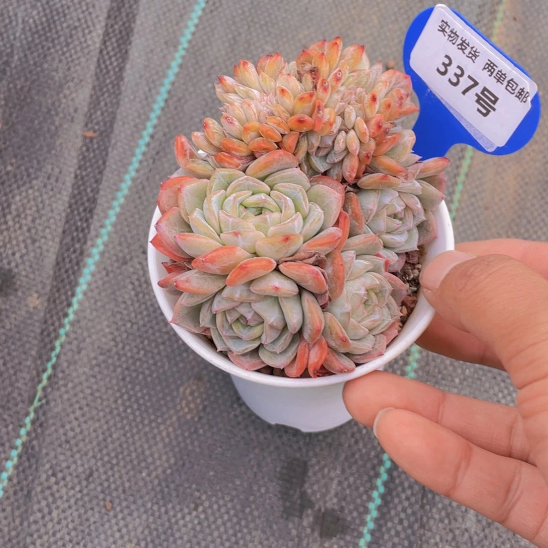 337号母本龙头大熔晶缀化