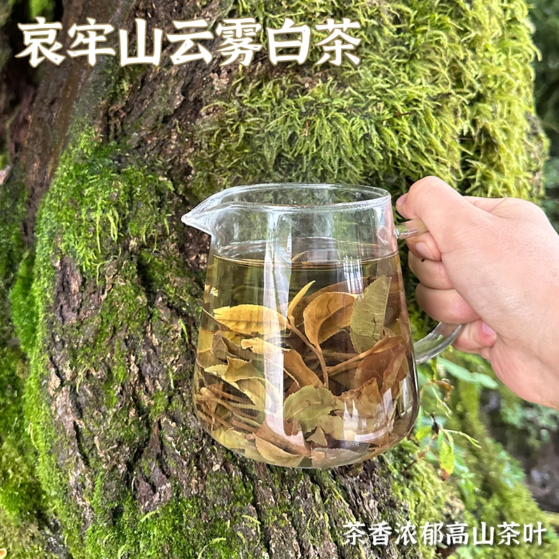【明前茶】云南哀牢山云雾白茶 源自自然保护区外 回甘茶香浓郁