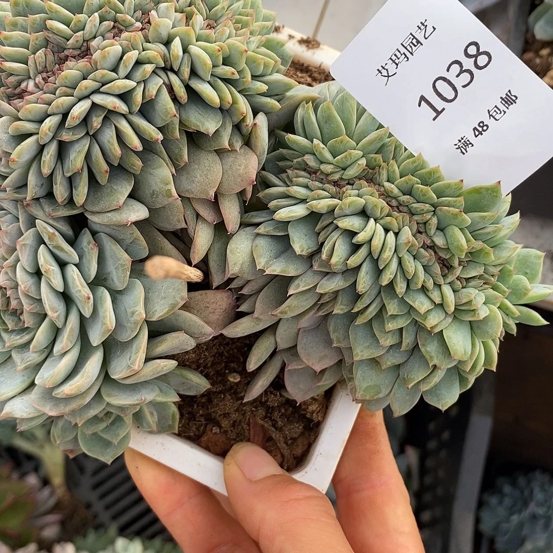 e***e荣晶缀化多肉多肉038