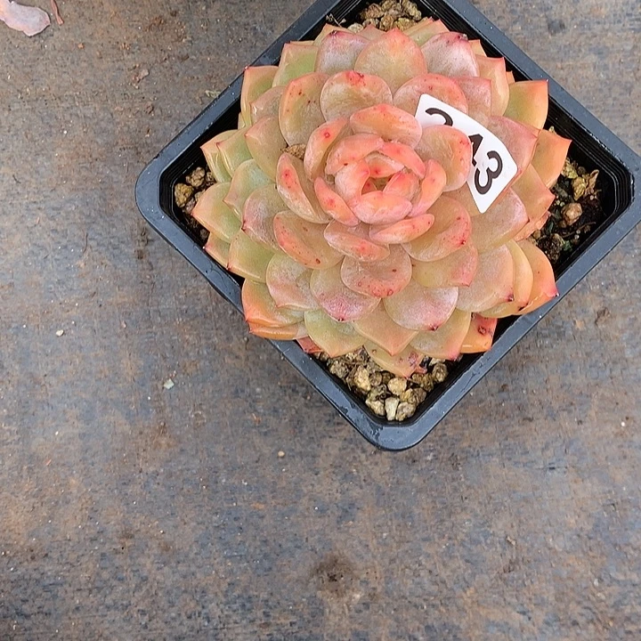 243橙子 一物一拍多肉