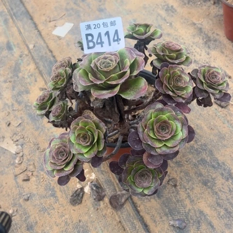 414枚金玫瑰不包断枝