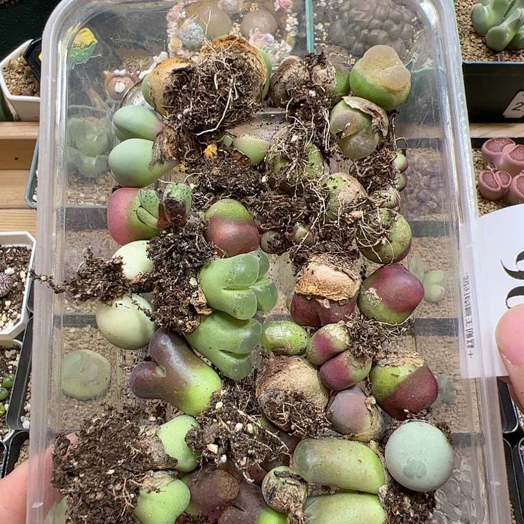 【闪购商品】196 清盒