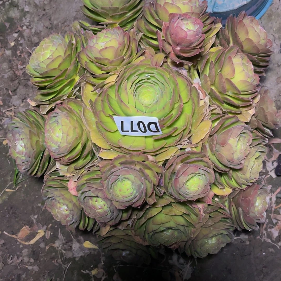 万圣节13//33包邮法师