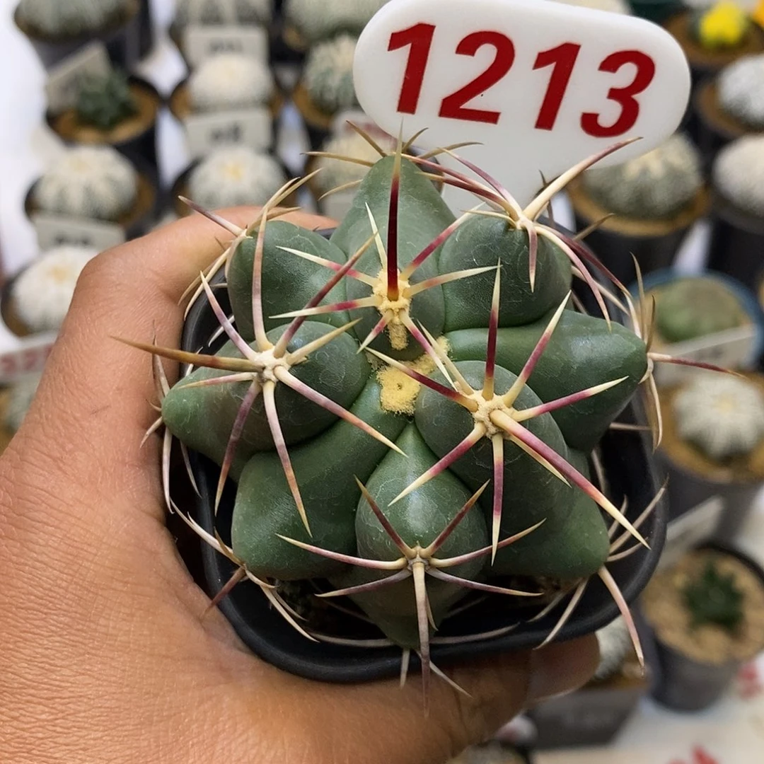 1213福利特价来了特价咯