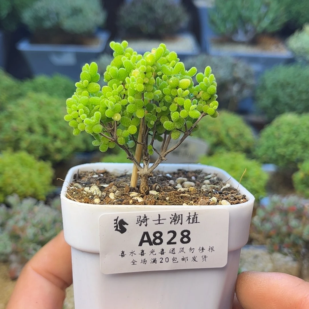 828蜜橘枝干番杏多肉