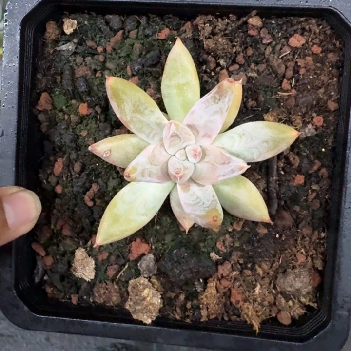 杜里万 优选 一物一拍