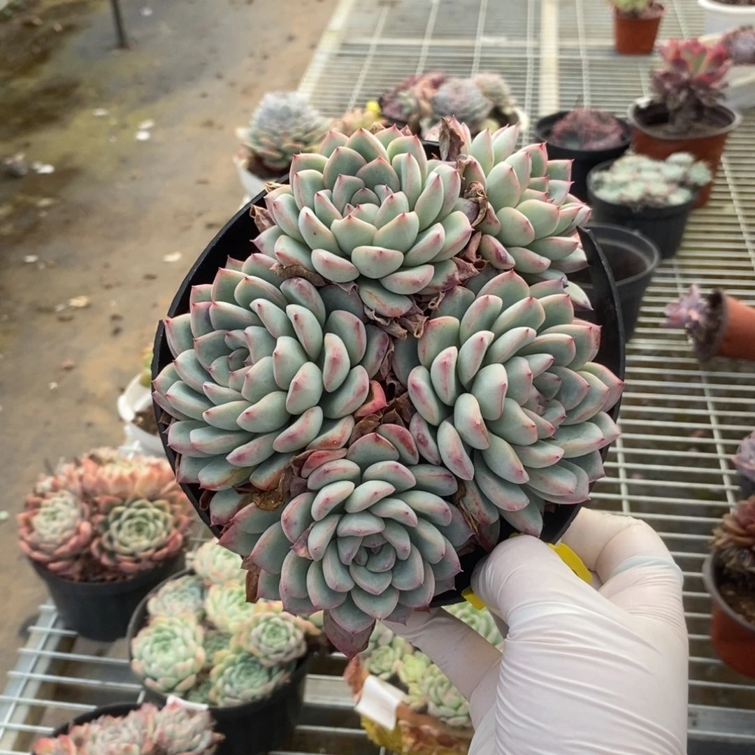 613荷花多头一物一拍