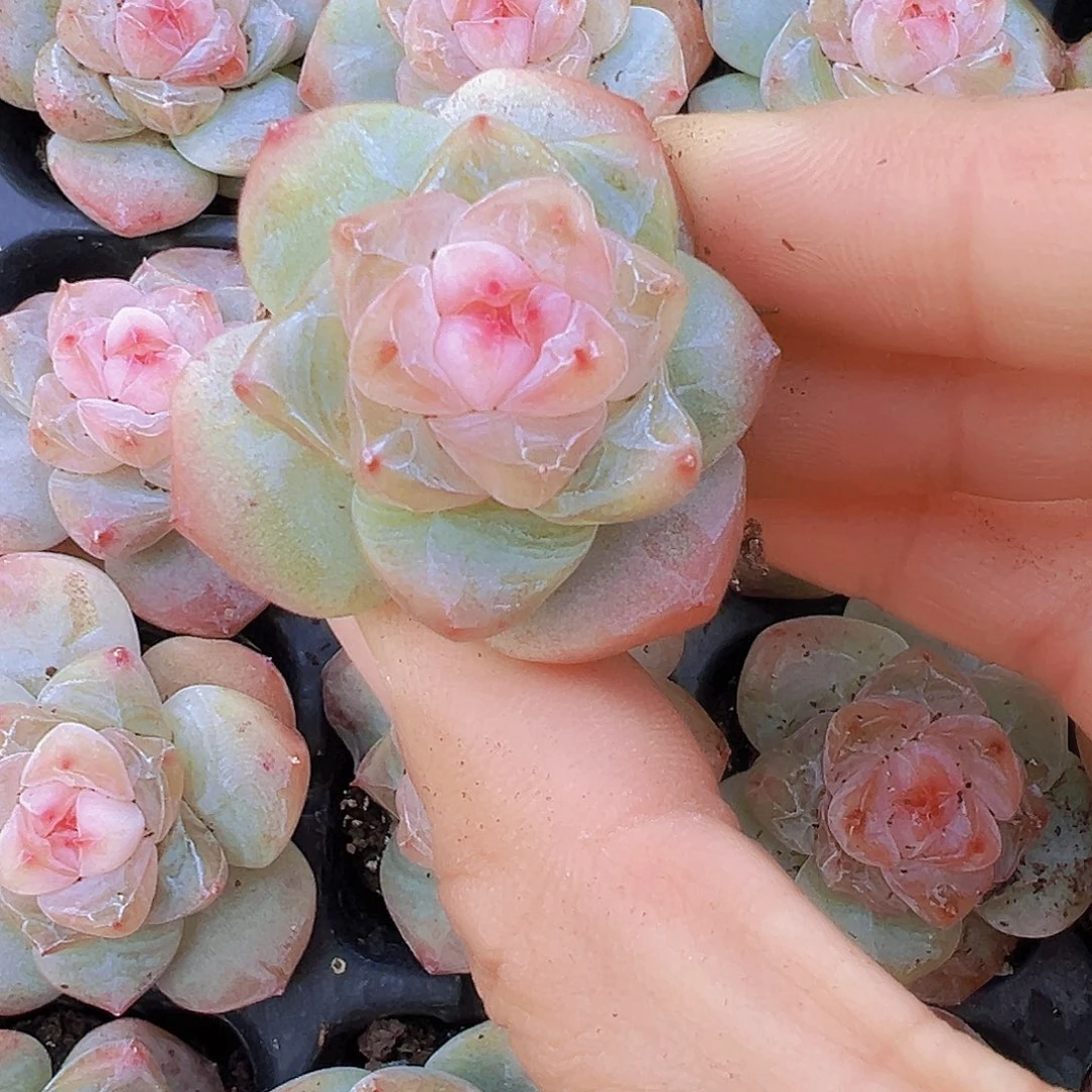 繁星珍妮苗3颗多肉