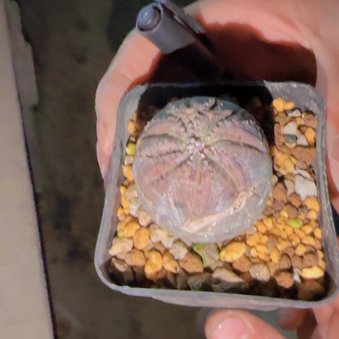 蔡**·块根植物块根植物块根