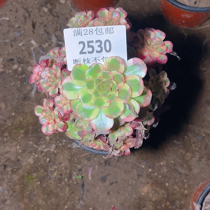 2530香奈尔多肉植物
