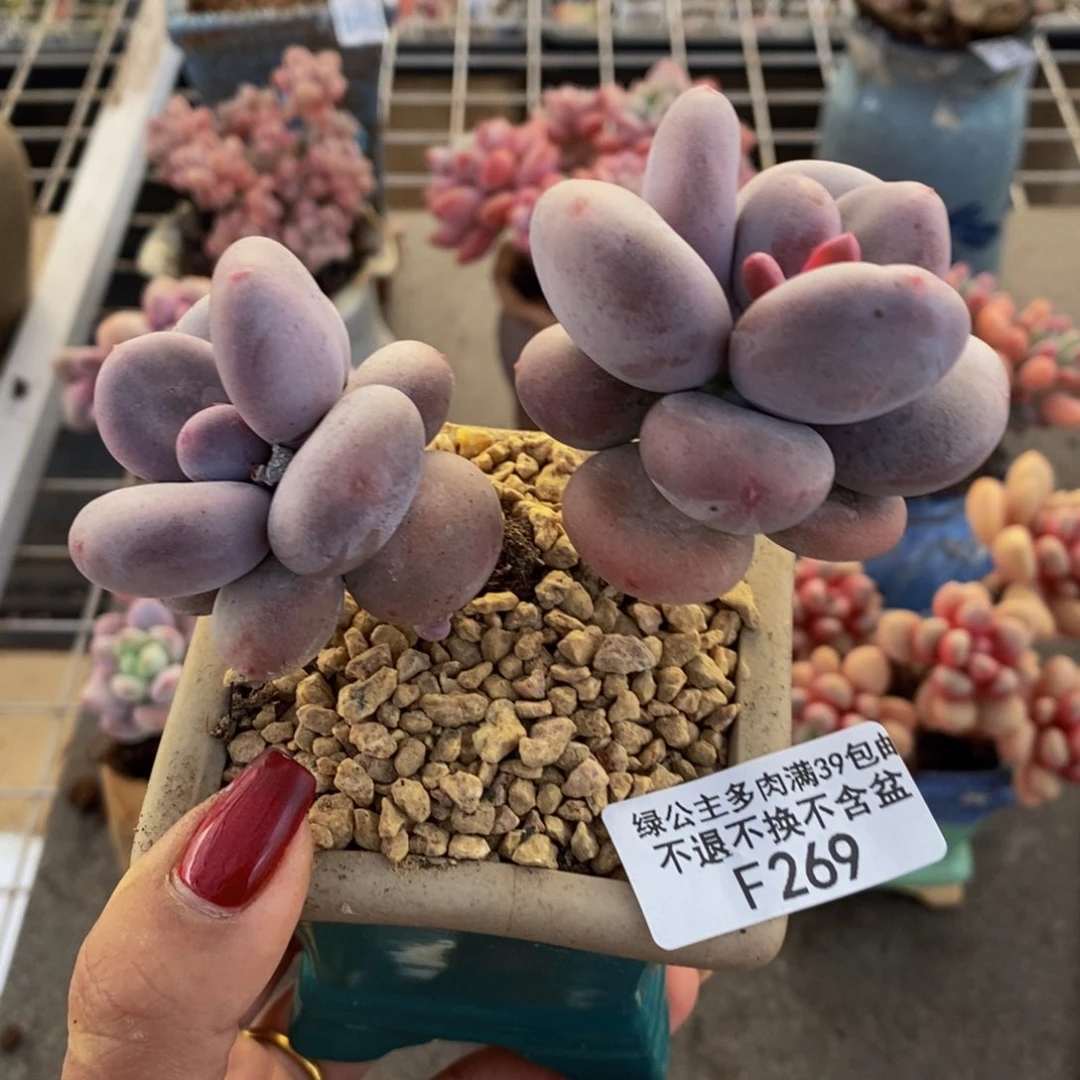 大叶奶酪269/8v m