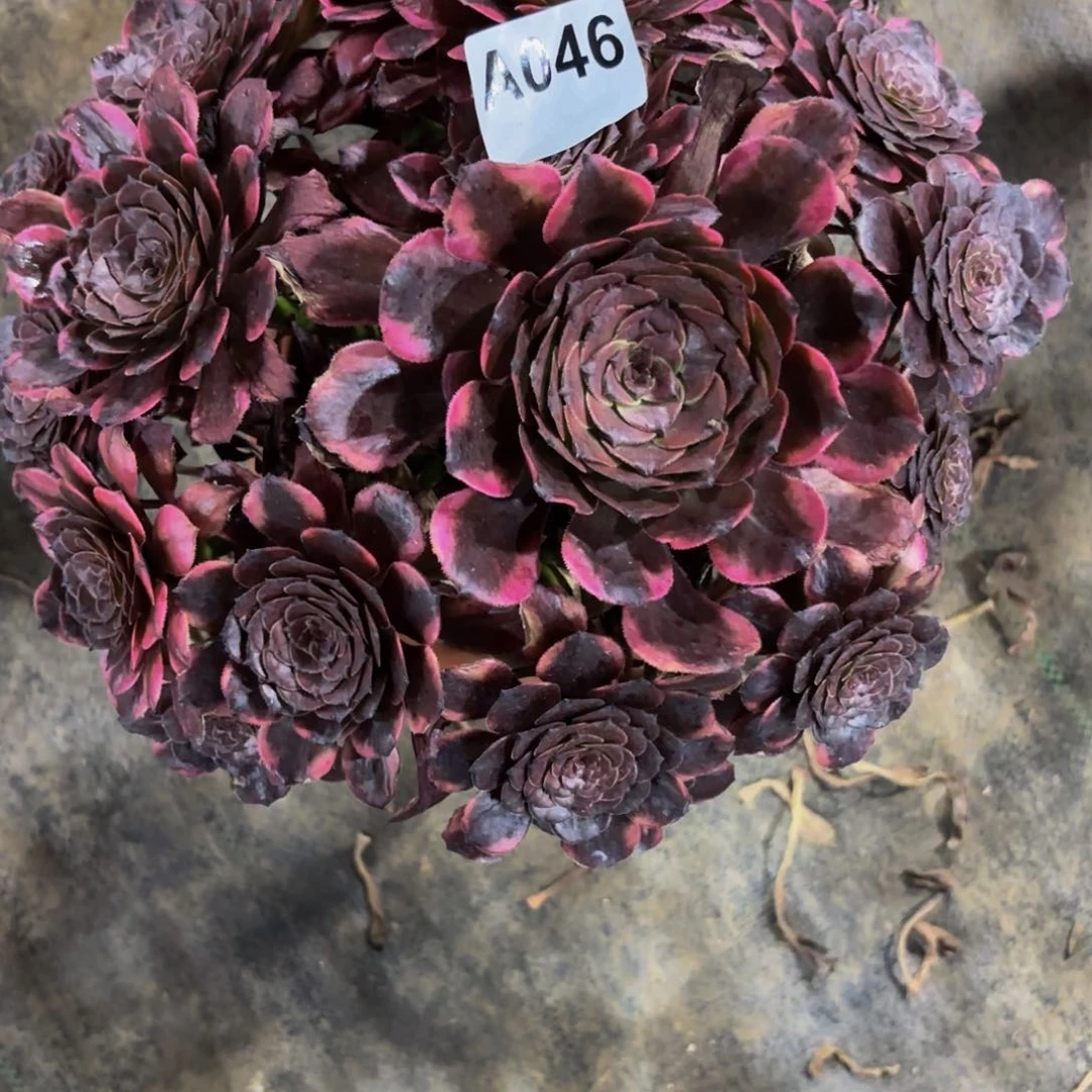无花朵046烟花法师多肉植物