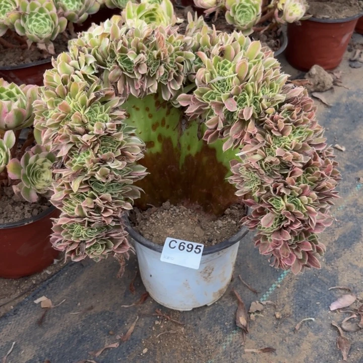 女神缀多肉植物不包损695