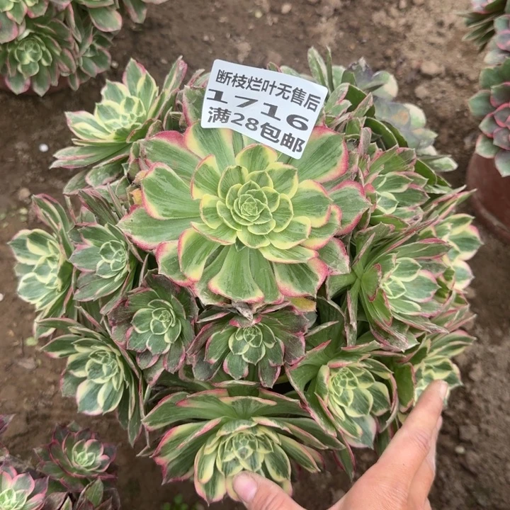 1716二号棚水蜜桃A