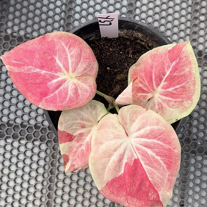 晓*37-0211天堂莲花彩叶芋广东现货