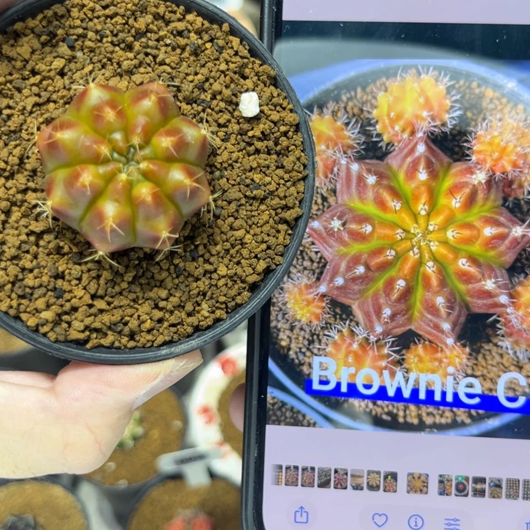 Brownie C—侧芽————/
