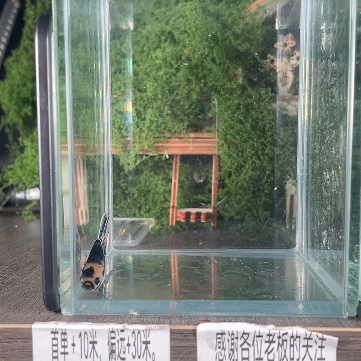 斗鱼活体不退不换谢谢