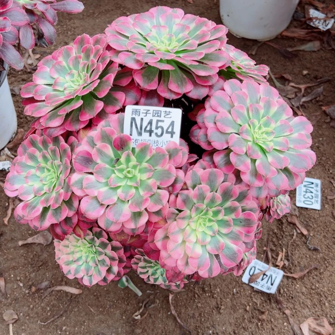 454红彤白尺寸23左右