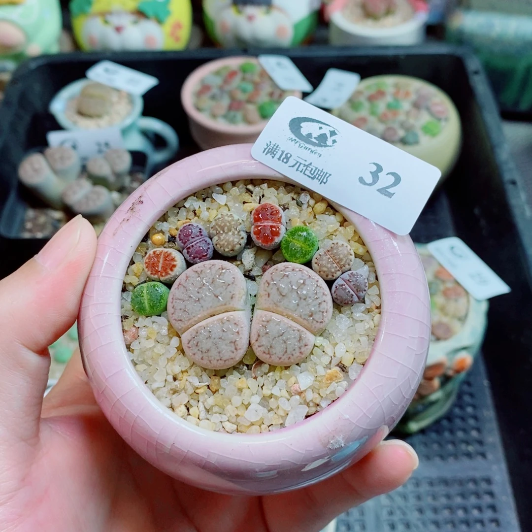 生石花花花花花花32