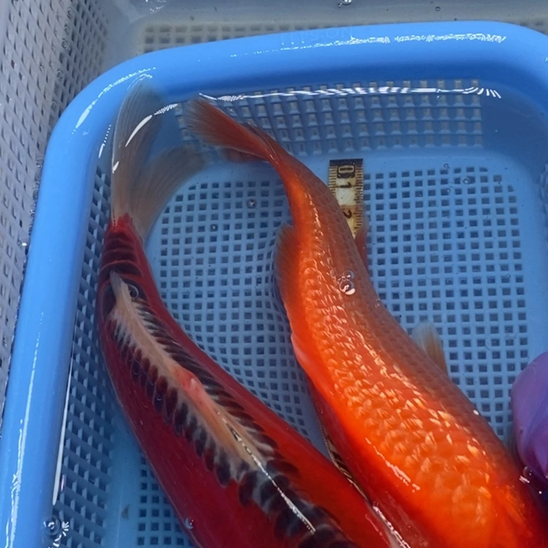 锦鲤冷水锦鲤包邮