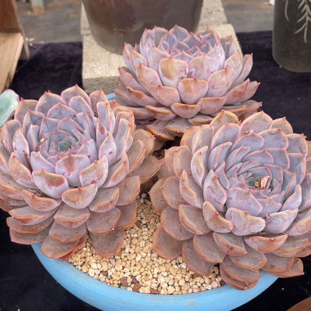 菲欧娜三头多肉植物老桩