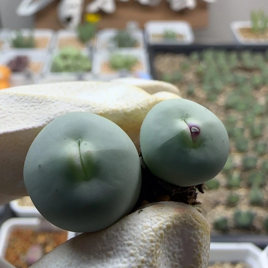 @****10-10当天满38包邮超嘟嘴v嘴1.5cm