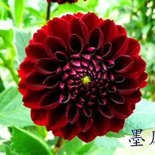 【墨凤】甘肃丽源大丽花品种种球