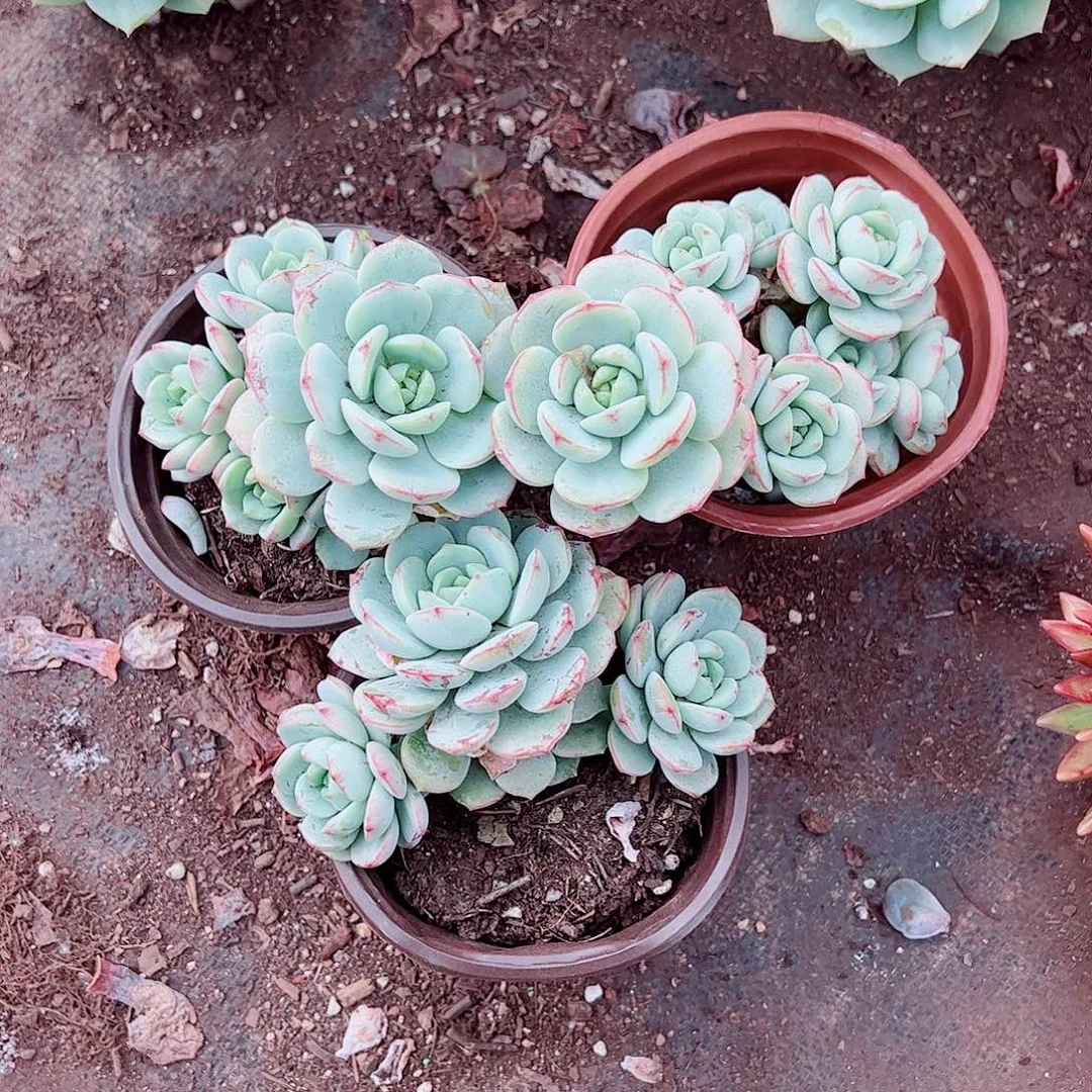 香草多头造型精品特价三盆