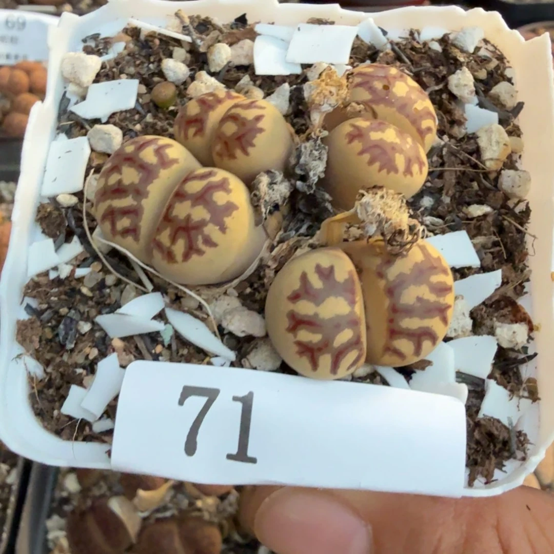 多肉植物多肉植物多肉植物