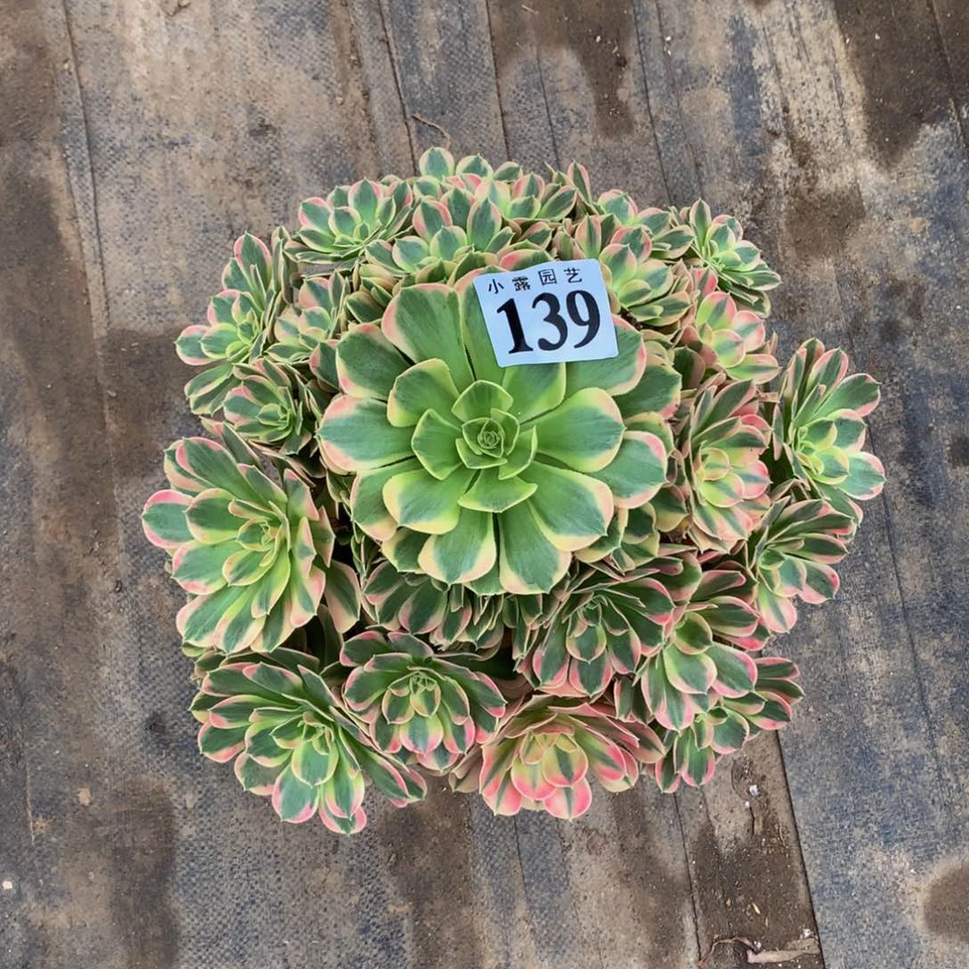 花***蓉多肉0000139000