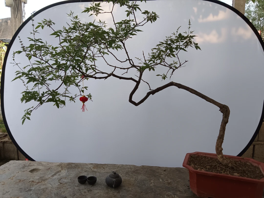 茶台飘，小叶黄荆客厅观赏