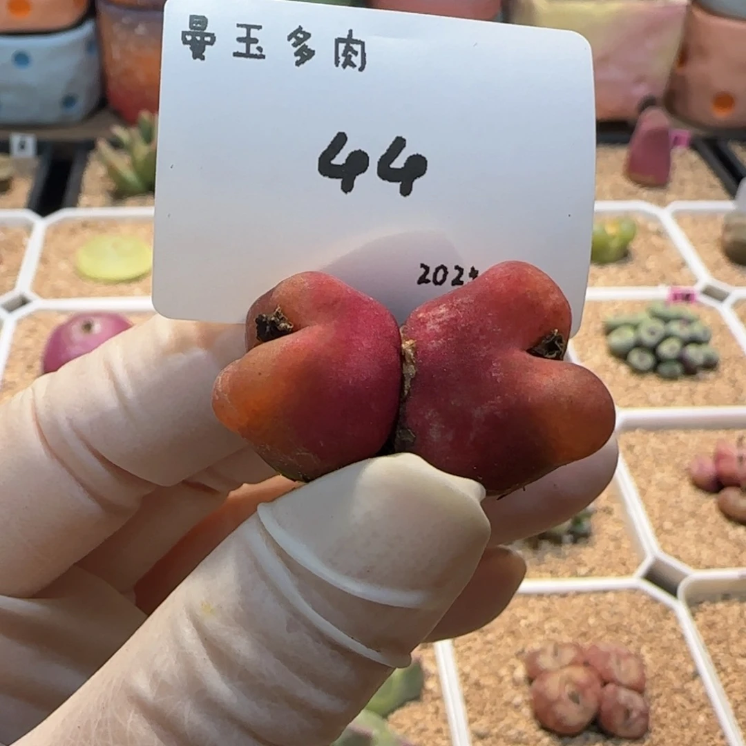 多肉多肉多肉1.19-044水蜜桃