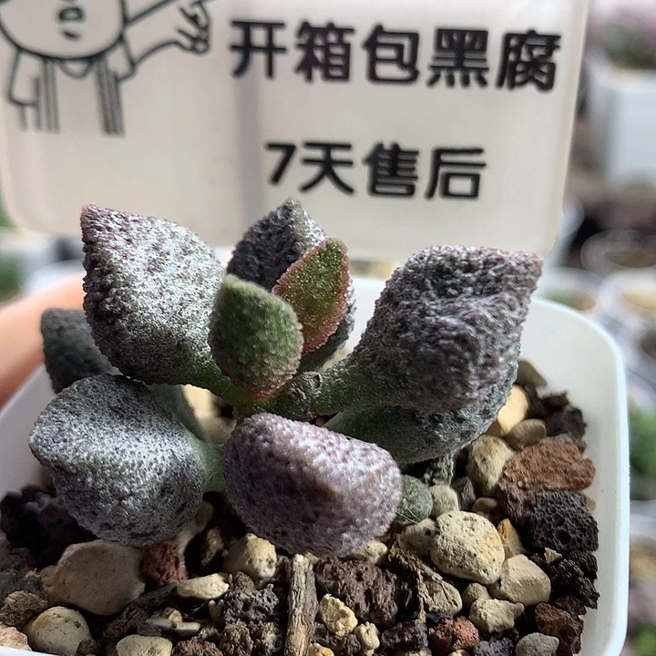 冰晶蛇皮—专拍专拍专拍