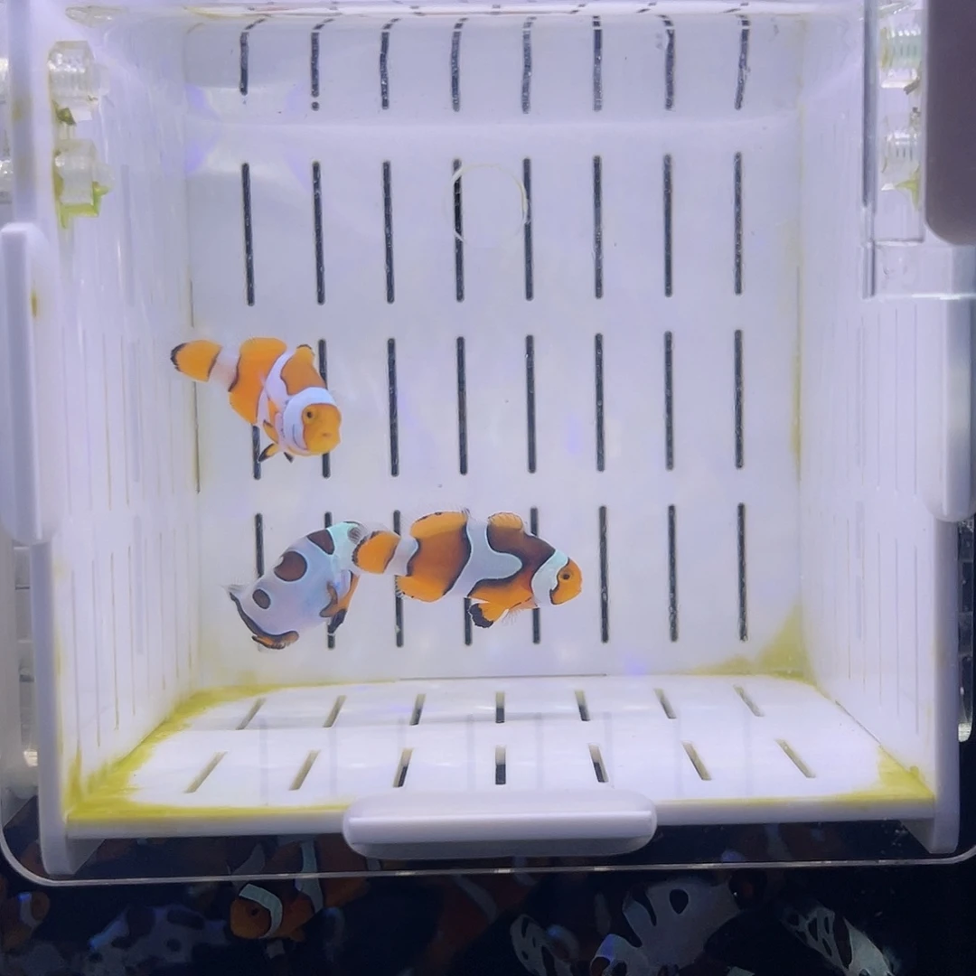 海水鱼乱炖小丑鱼