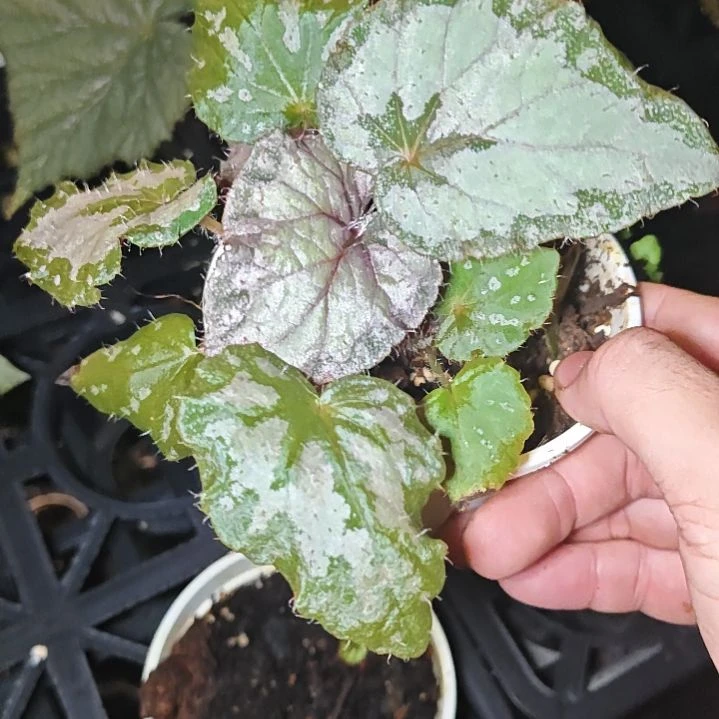 紫大王秋海棠一物一拍