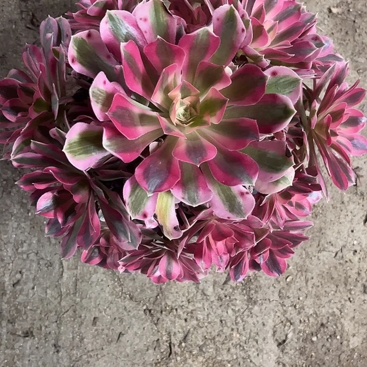 多肉植物粉女巫锦…………