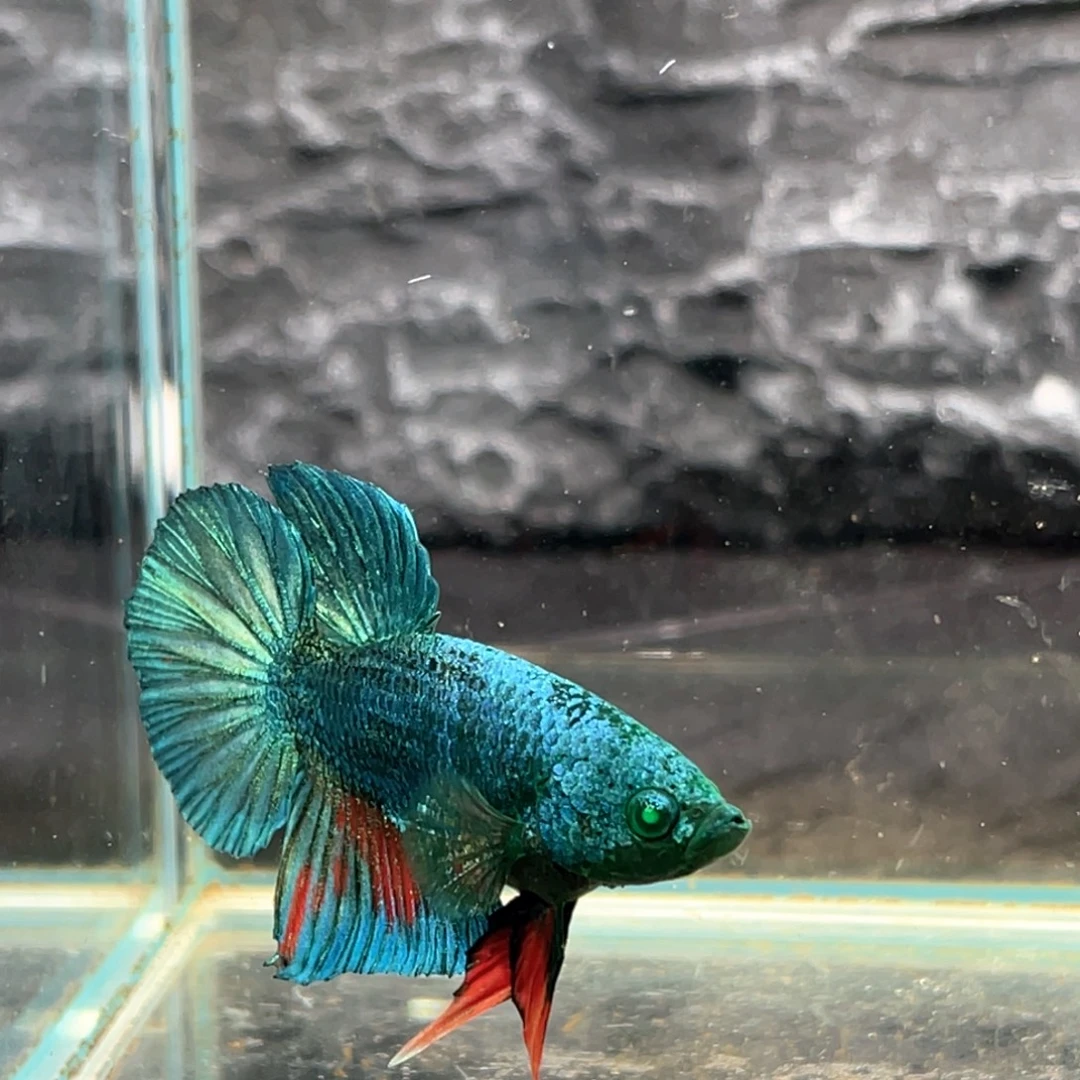 斗鱼绿魔将军公鱼