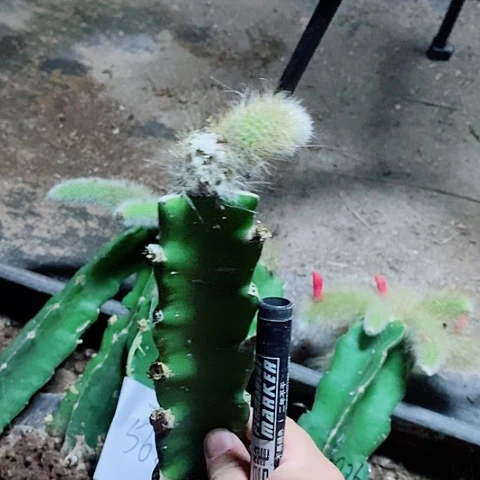 用***55颗单头九尾狐嫁接款脱土发货