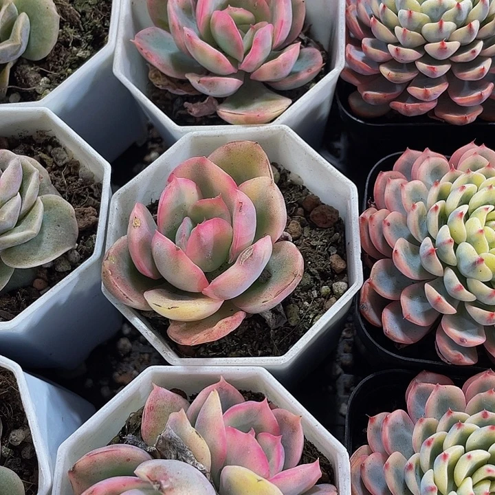 绮罗仙子锦带盆土