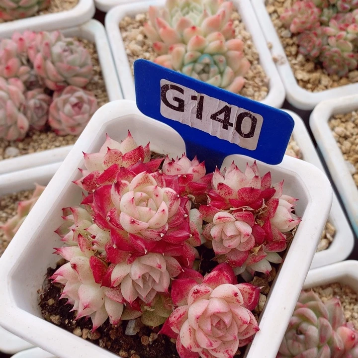 Y****安麦秆8-9cm不包整群