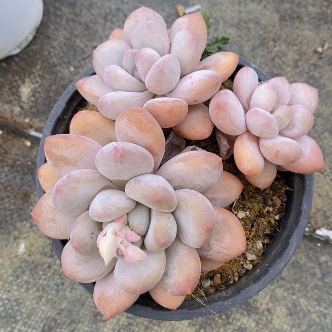 可问主播品种，下滑链接更多福利多肉选择