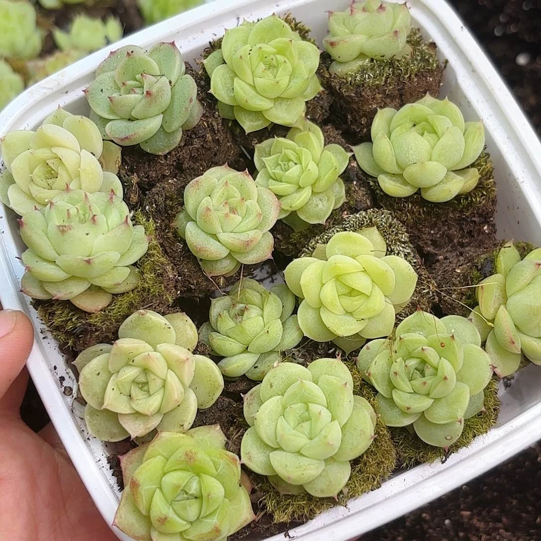 如图品质麦秆15颗新疆西藏内蒙不发货