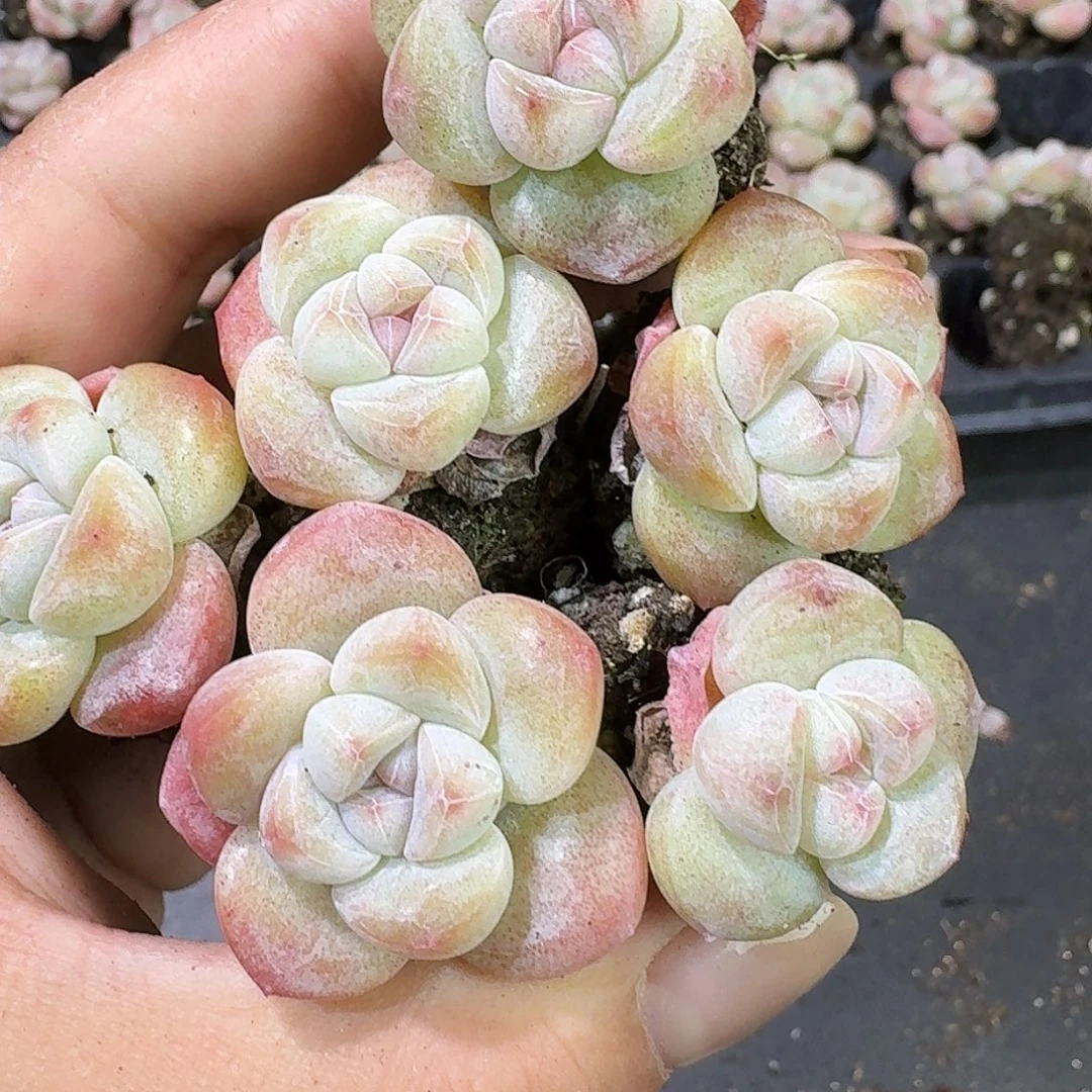 41号粉圆脸到手12颗