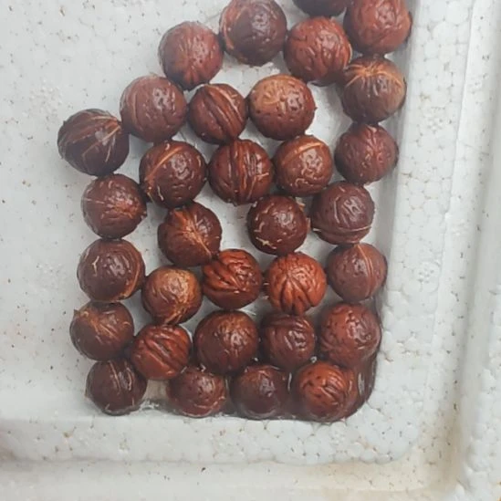 海***憶桃核吊坠大山里的野生桃核，30+3颗