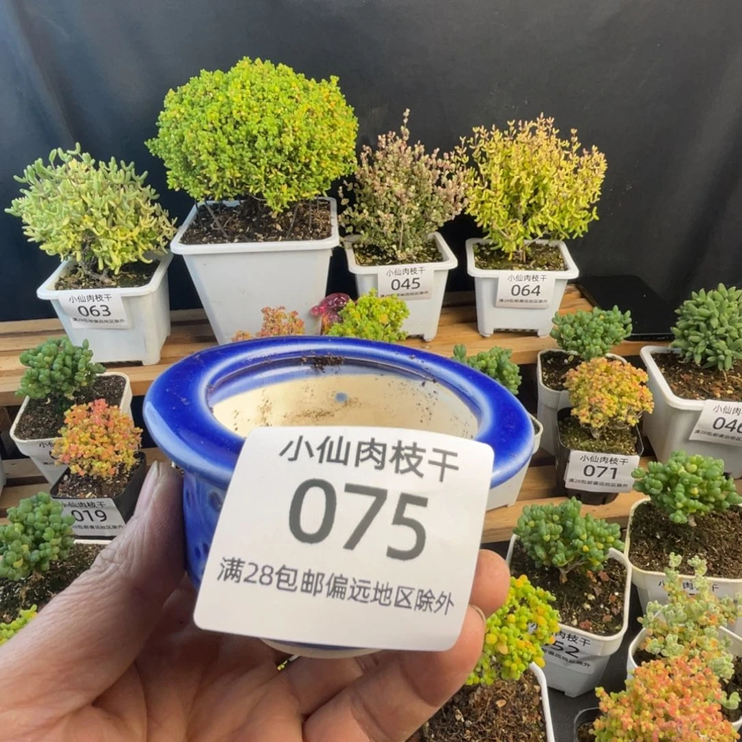 075枝干番杏小蓝盆