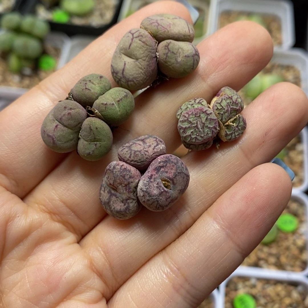 杂交3颗3头多肉植物