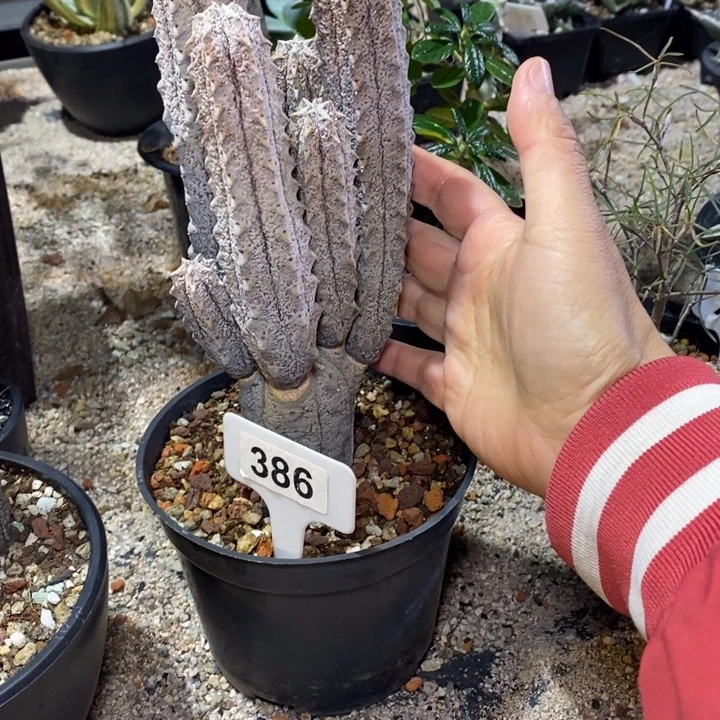 K****s雅迪麒麟一颗！！！